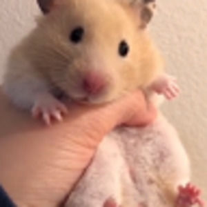 Meet your Posher, Mimi